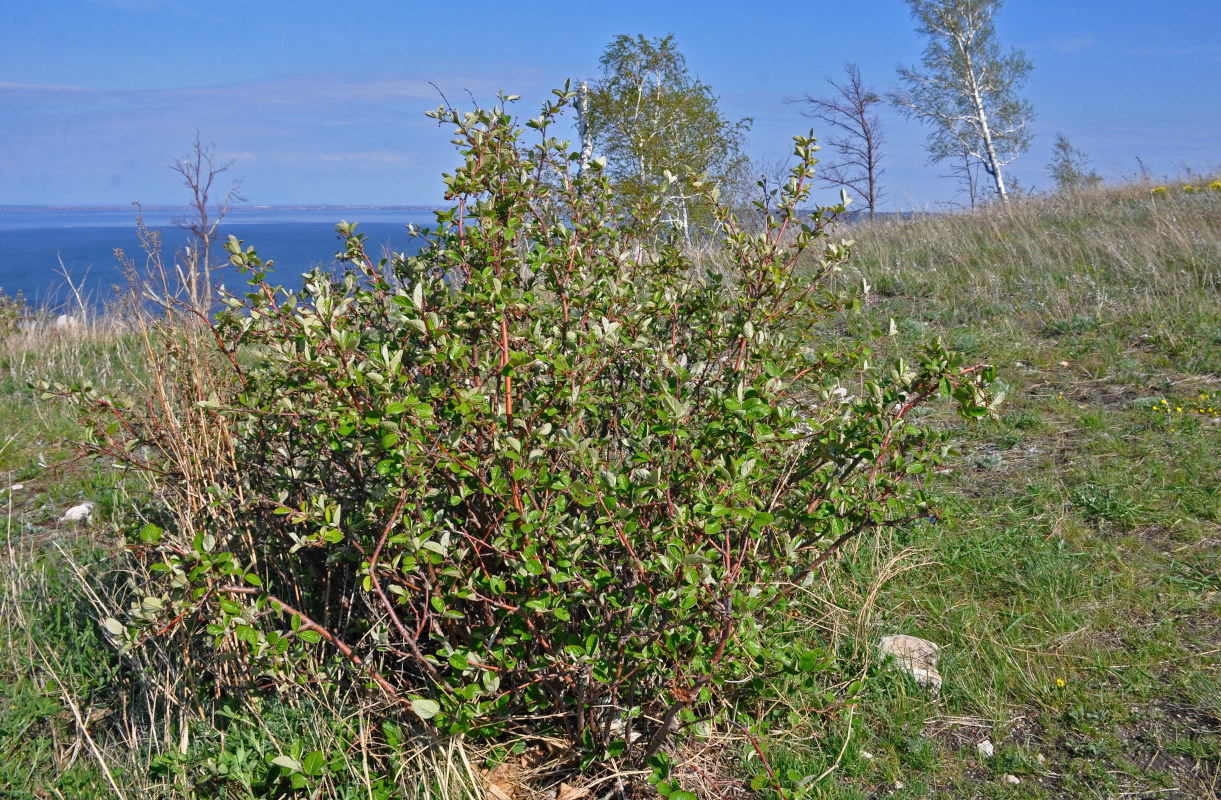 Image of Cotoneaster melanocarpus specimen.