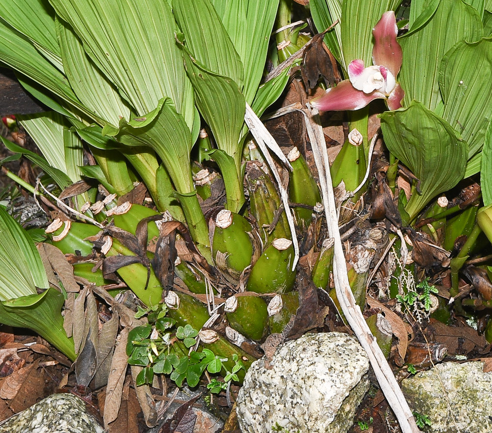 Изображение особи Lycaste macrophylla.