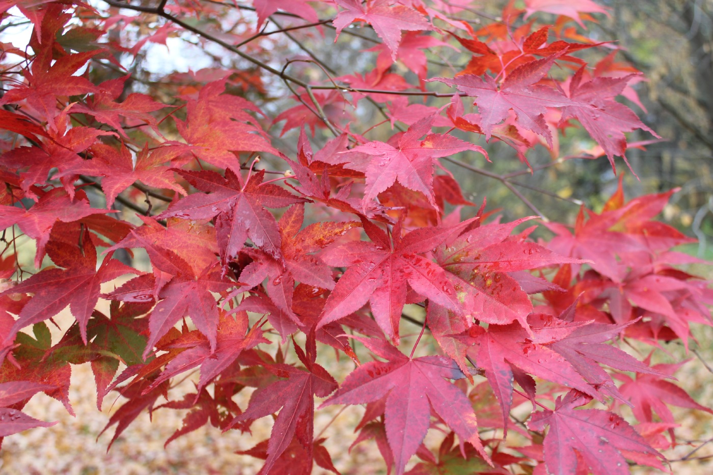 Изображение особи Acer palmatum.