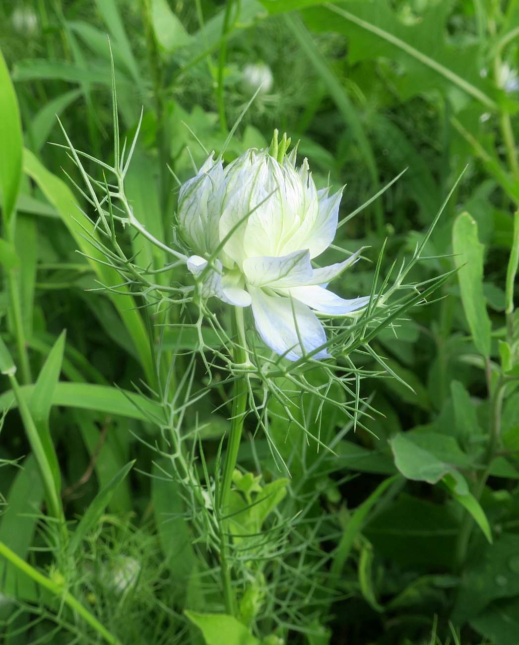 Image of Nigella damascena specimen.