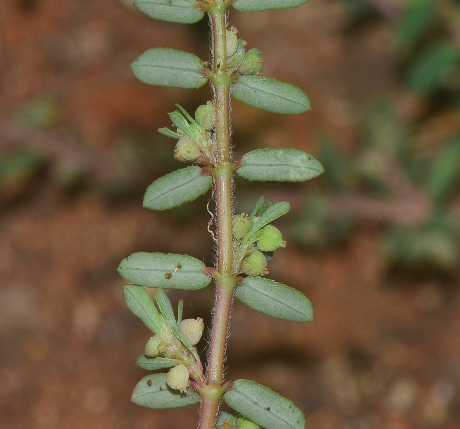 Изображение особи Euphorbia forskaolii.