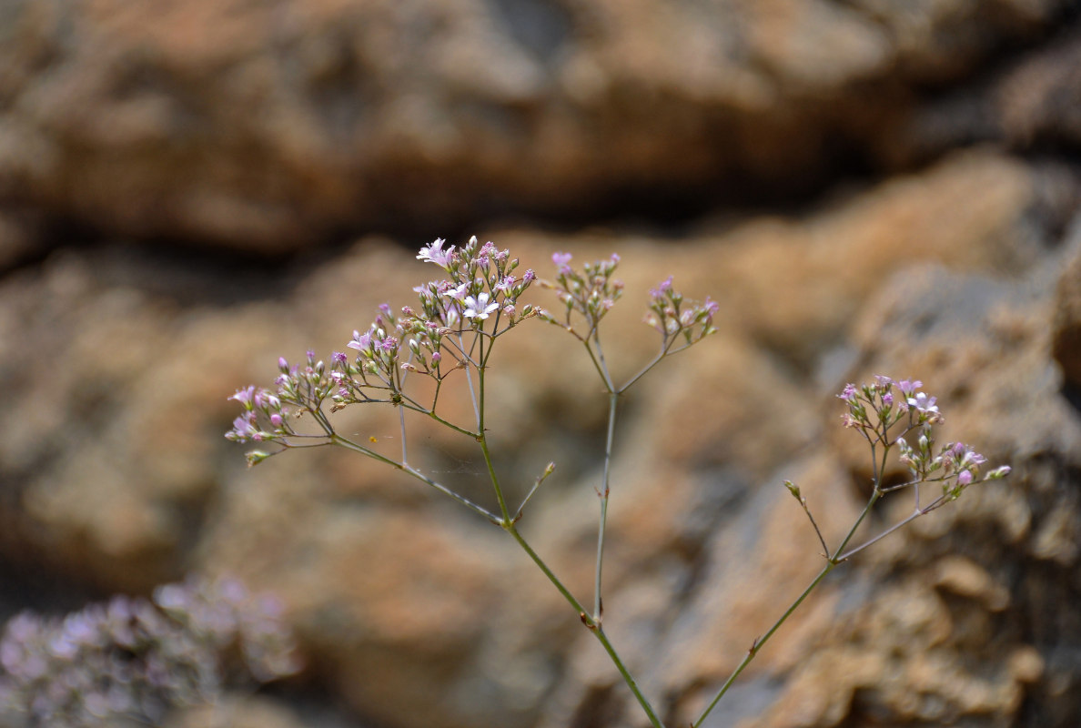 Изображение особи Gypsophila pacifica.