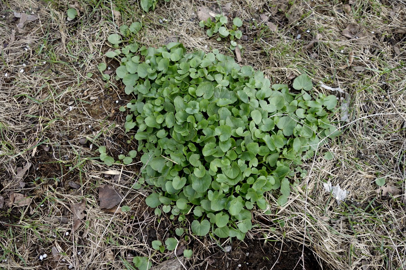 Image of Ficaria verna specimen.