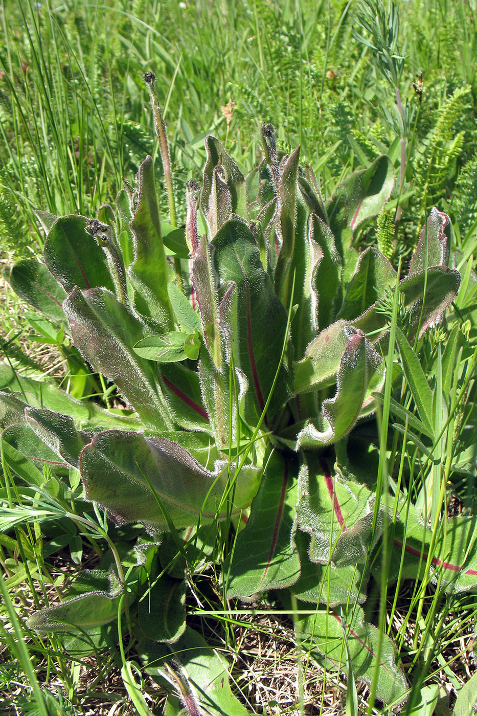 Image of Trommsdorffia maculata specimen.