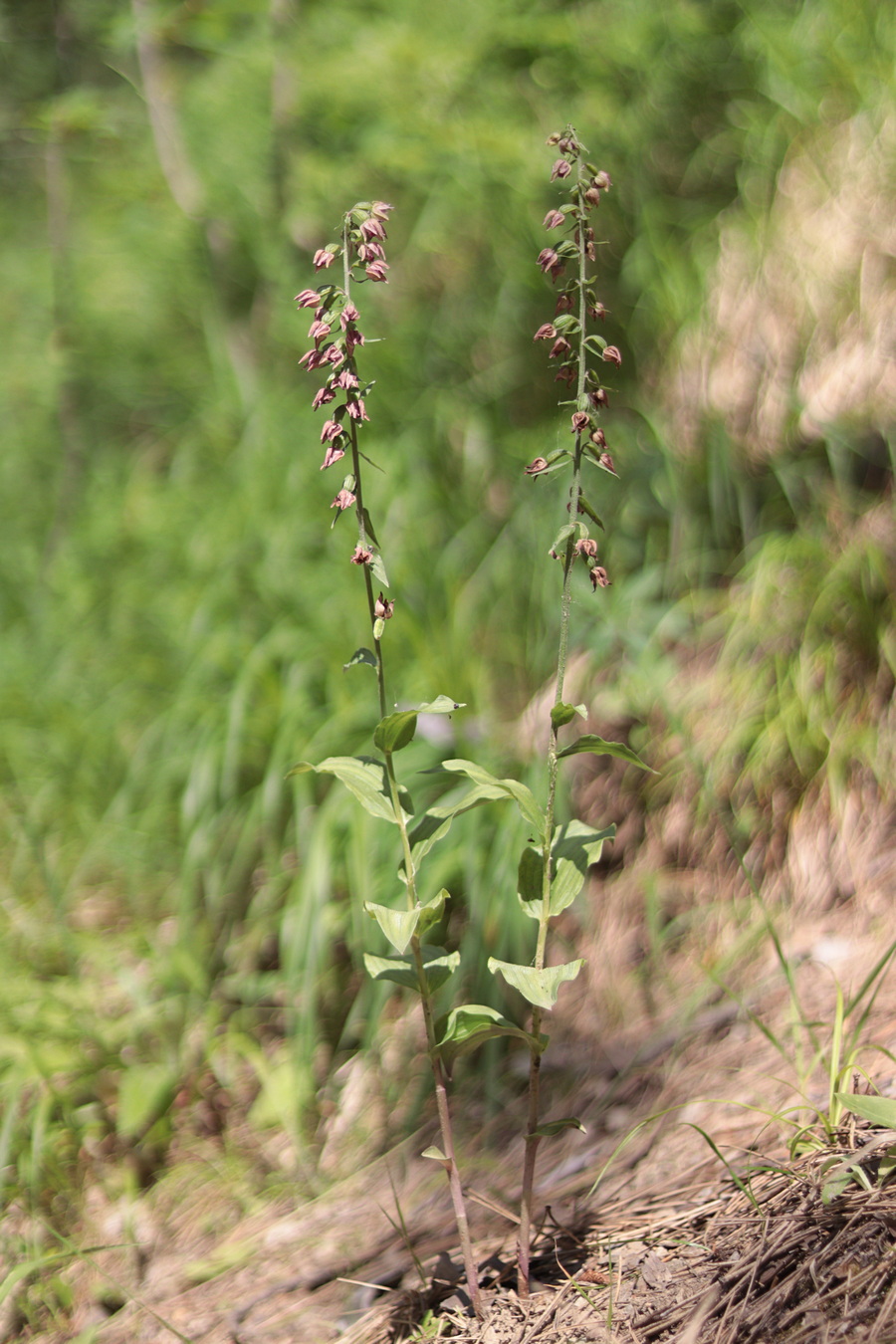 Image of Epipactis helleborine specimen.