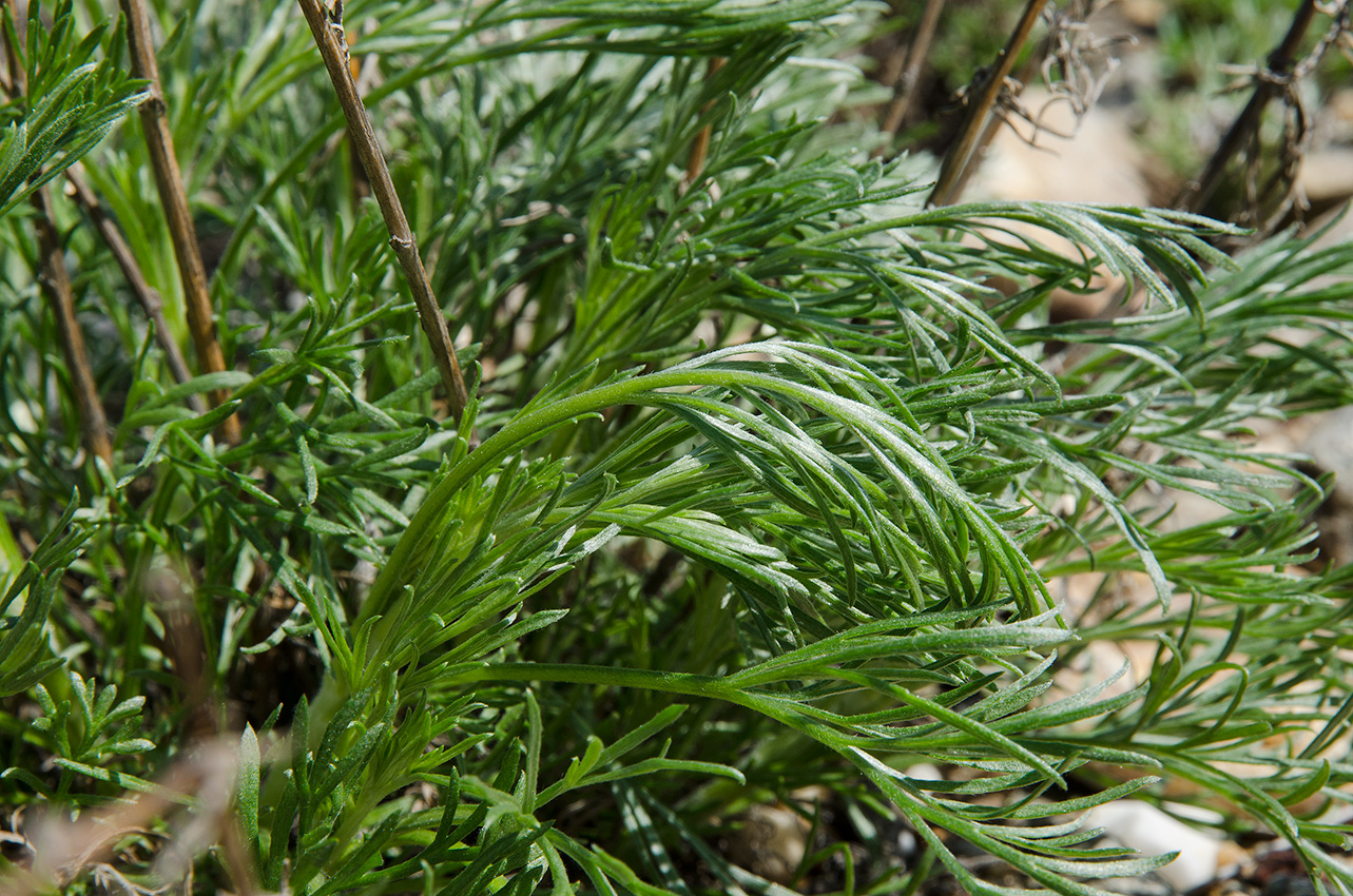 Image of genus Artemisia specimen.