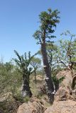 Pachypodium lealii