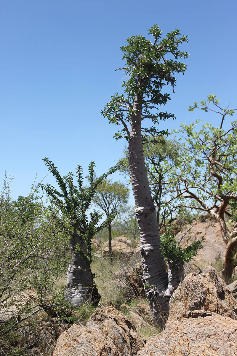 Image of Pachypodium lealii specimen.