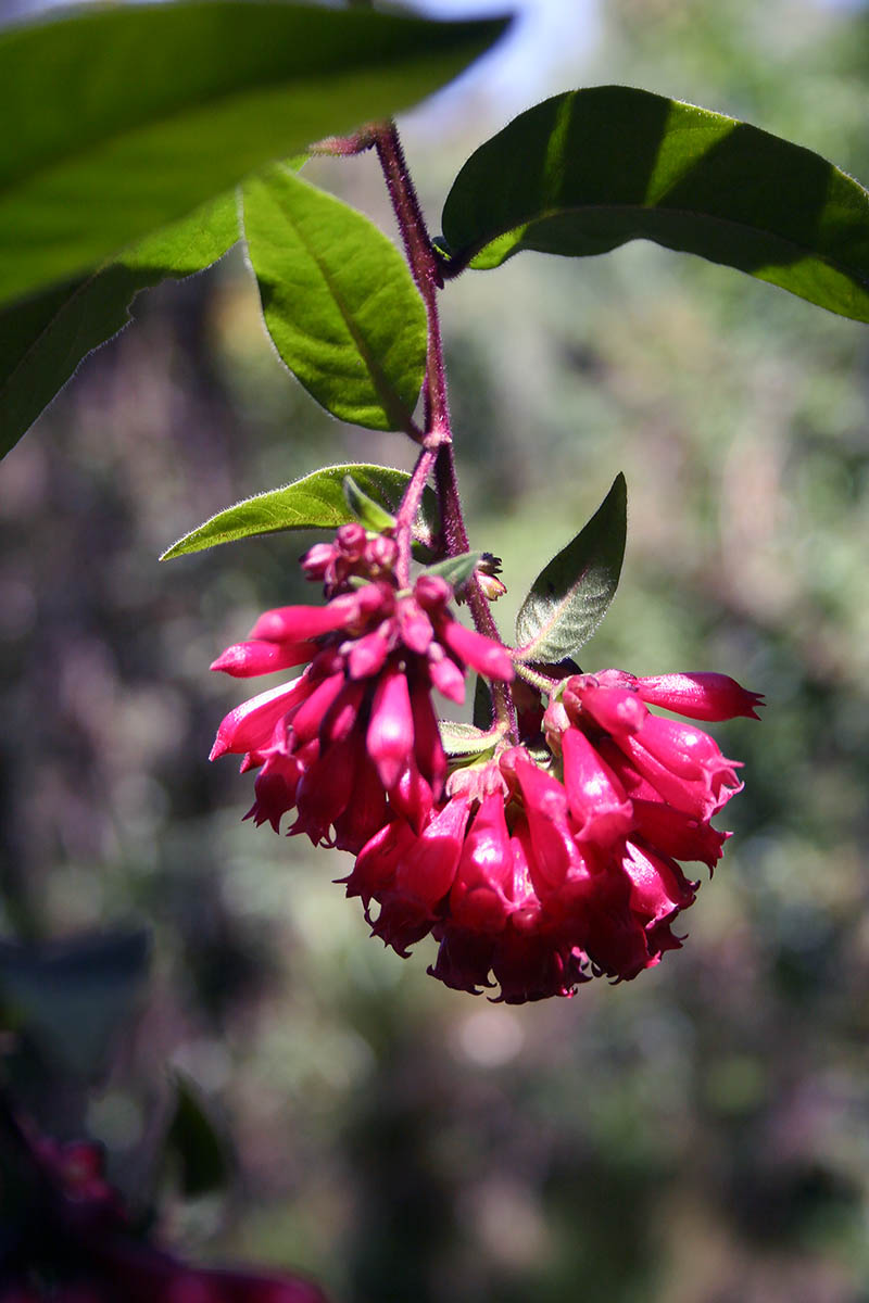 Image of Cestrum elegans specimen.