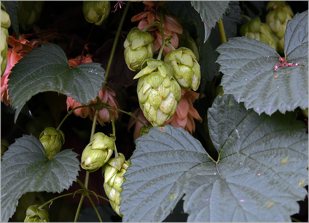 Image of Humulus lupulus specimen.