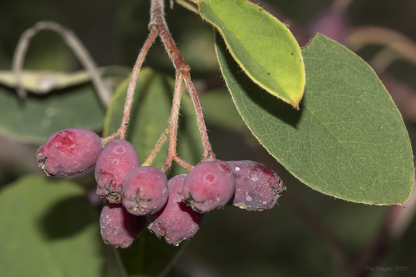 Image of genus Cotoneaster specimen.