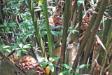 Nypa fruticans. Соплодия и черешки листьев. Малайзия, штат Саравак, р-н Bintulu, национальный парк \"Similajau\". 24.04.2008.