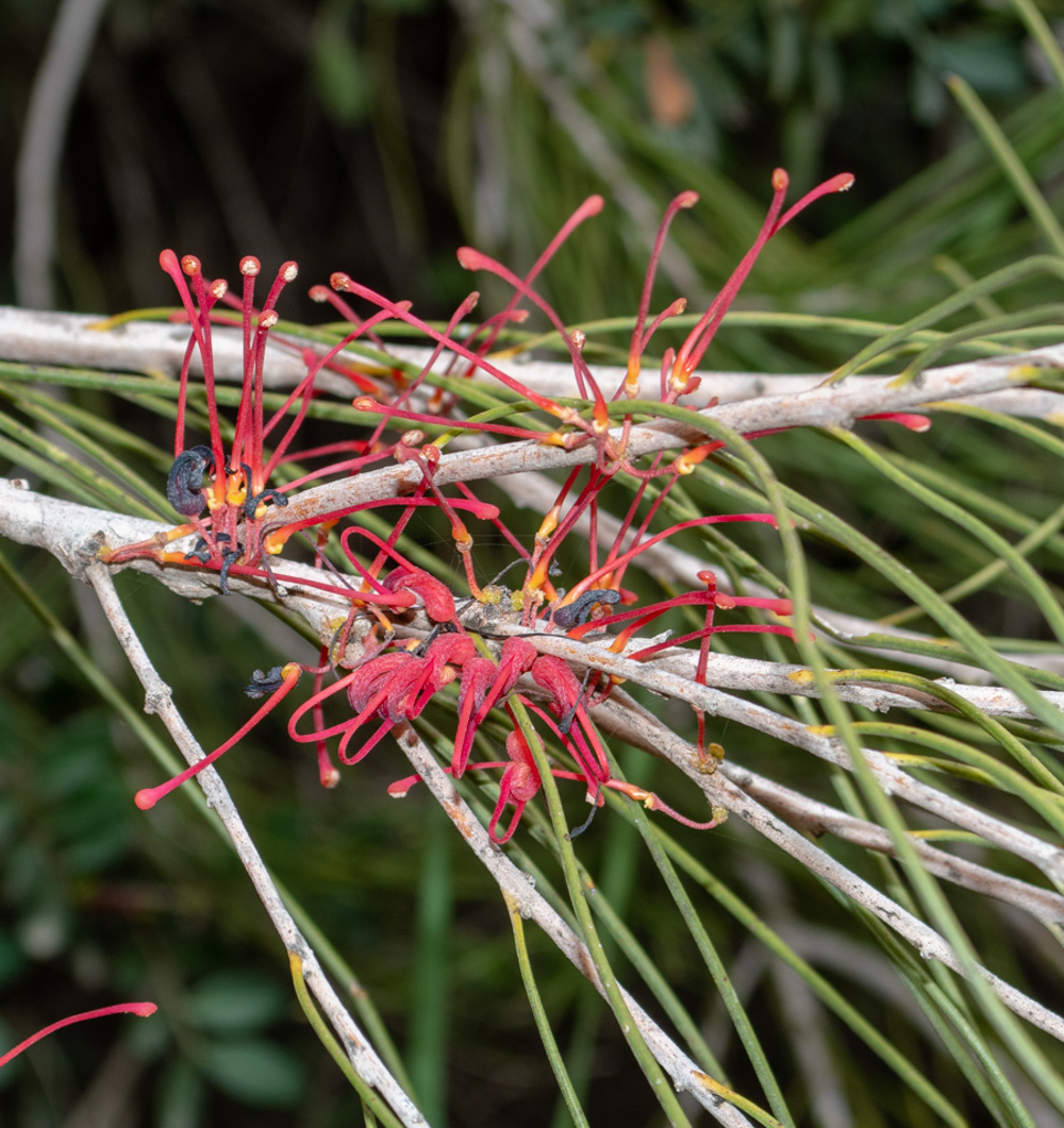 Изображение особи Hakea orthorrhyncha.