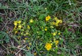 genus Potentilla. Цветущее растение. Дагестан, Гунибский р-н, природный парк \"Верхний Гуниб\", ≈ 1800 м н.у.м., субальпийский луг. 03.05.2022.