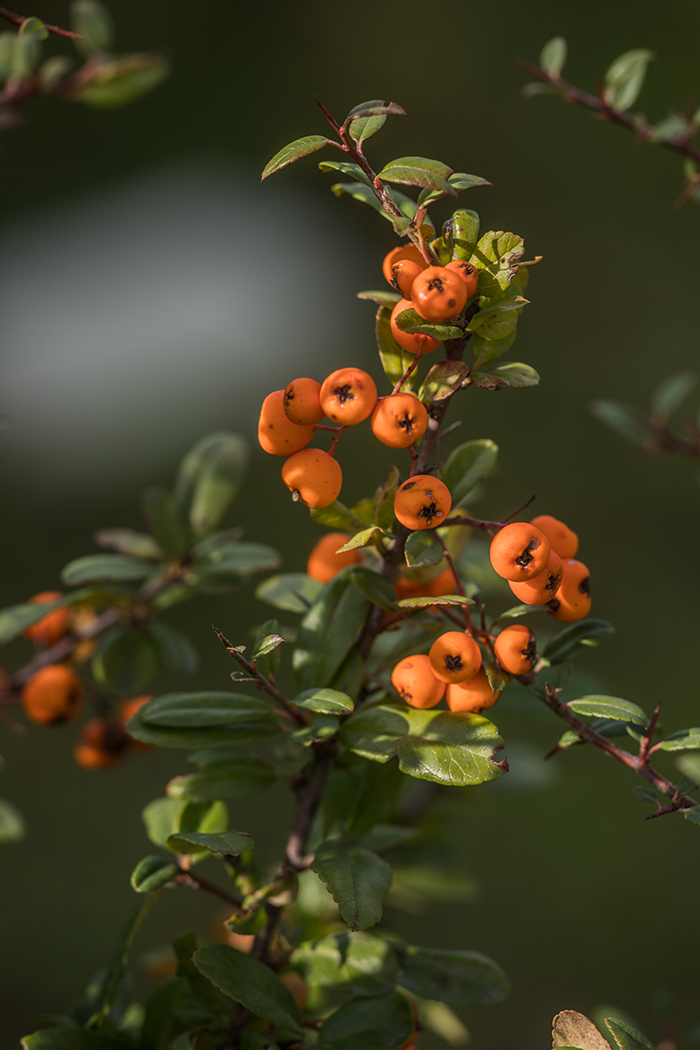 Image of genus Pyracantha specimen.