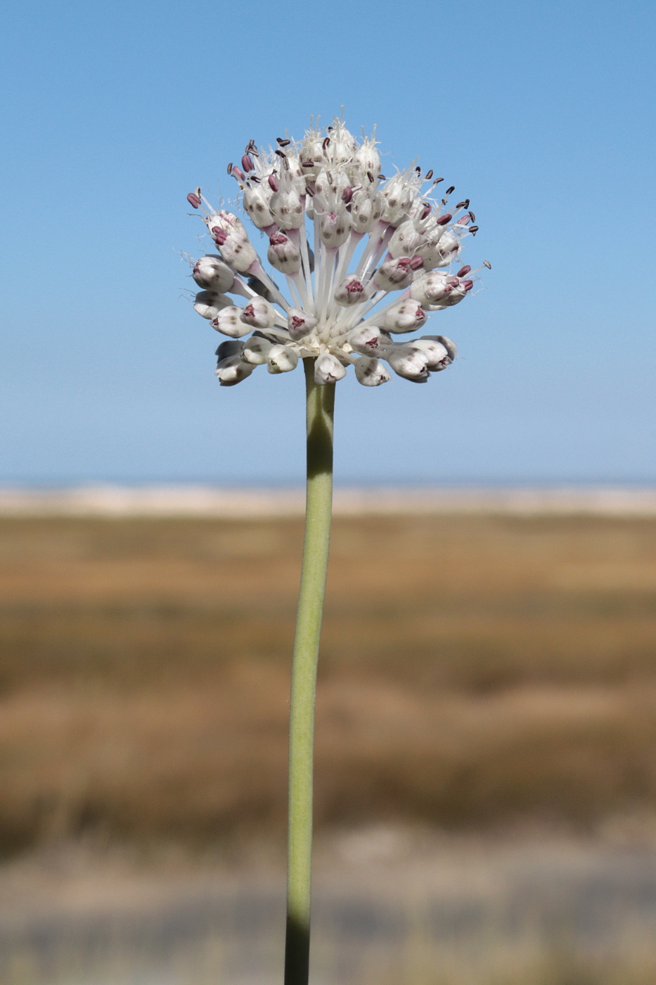 Изображение особи Allium guttatum.