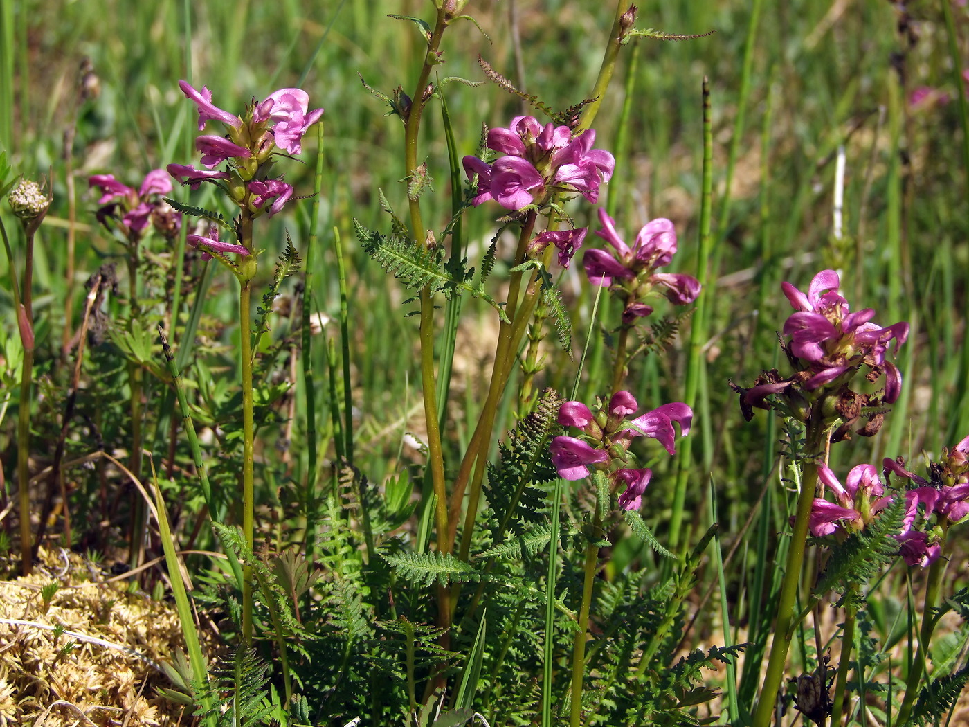 Image of Pedicularis nasuta specimen.