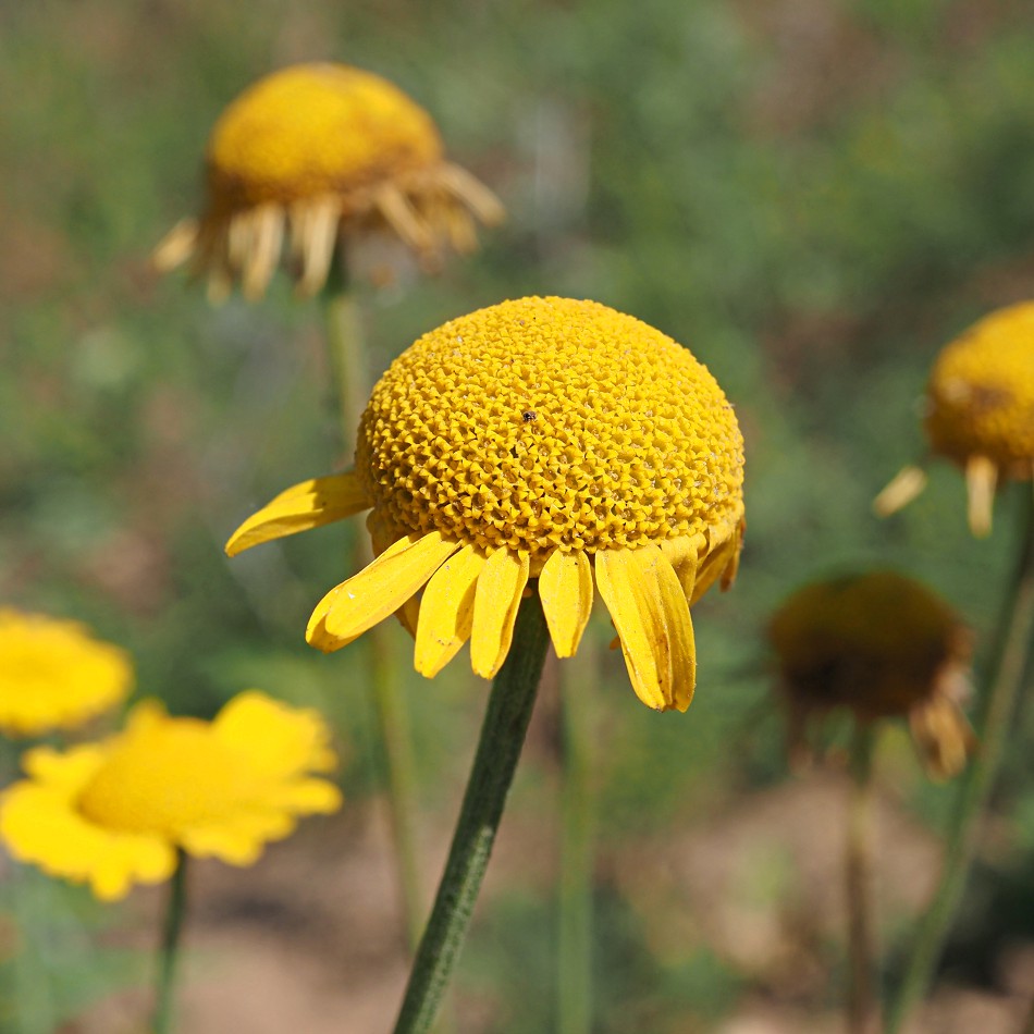 Изображение особи Anthemis tinctoria.