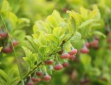 Vaccinium myrtillus. Ветвь с цветками. Краснодарский край, м/о город-курорт Сочи, окр. с. Эстосадок, окр. Бзерпинского карниза, скалистое обнажение, выс. ≈ 1950 м н.у.м. 8 июня 2016 г.