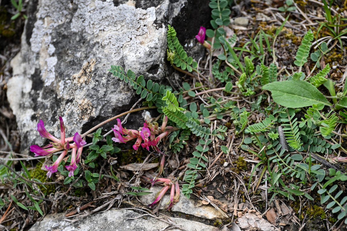 Image of Astragalus buschiorum specimen.