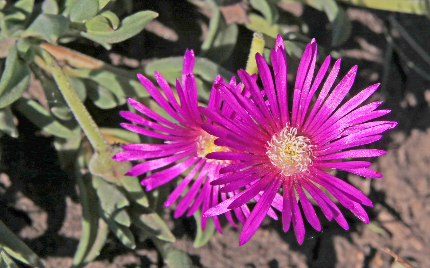 Image of Delosperma cooperi specimen.