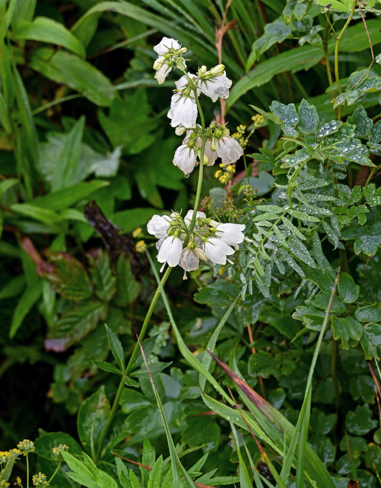 Image of Adenophora triphylla specimen.