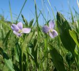 Viola accrescens