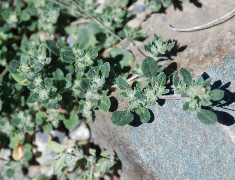 Image of Axyris prostrata specimen.