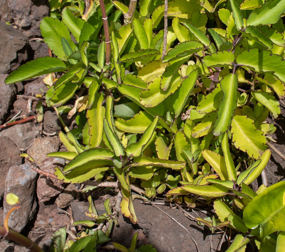 Image of genus Kalanchoe specimen.