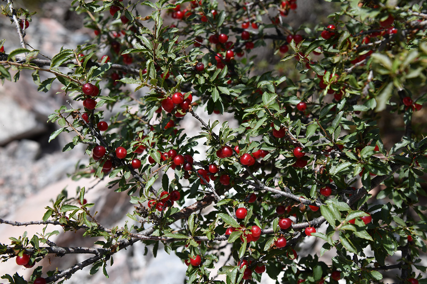 Image of Cerasus tianshanica specimen.