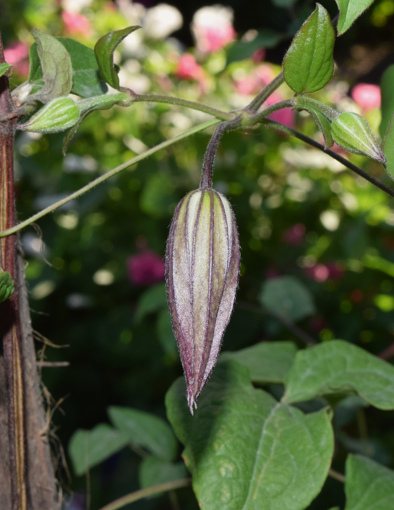 Изображение особи Clematis &times; jackmanii.