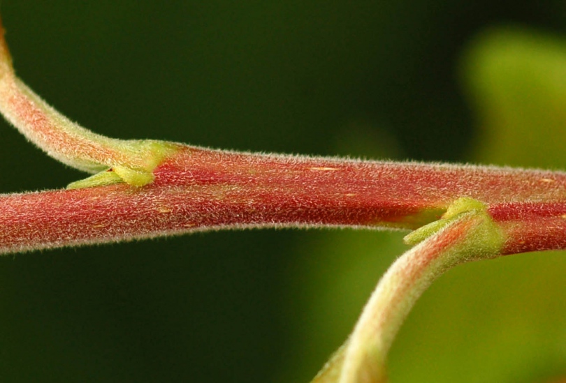 Изображение особи Salix &times; vorobievii.