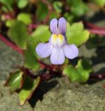 Cymbalaria muralis