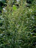 Artemisia montana. Верхушка побега с соцветиями. Курильские о-ва, о-в Итуруп, долина р. Сторожевая, опушка березняка. 20.08.2023.
