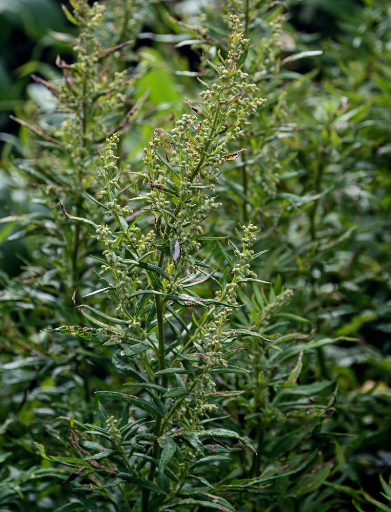 Image of Artemisia montana specimen.