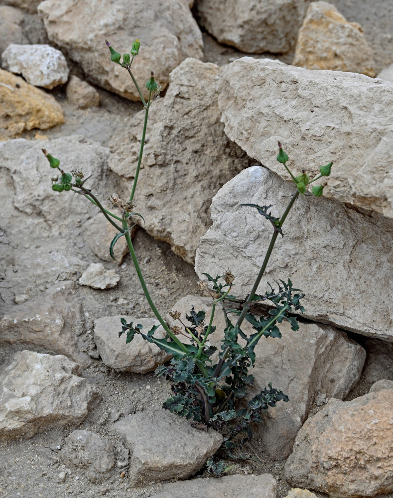 Изображение особи Sonchus oleraceus.