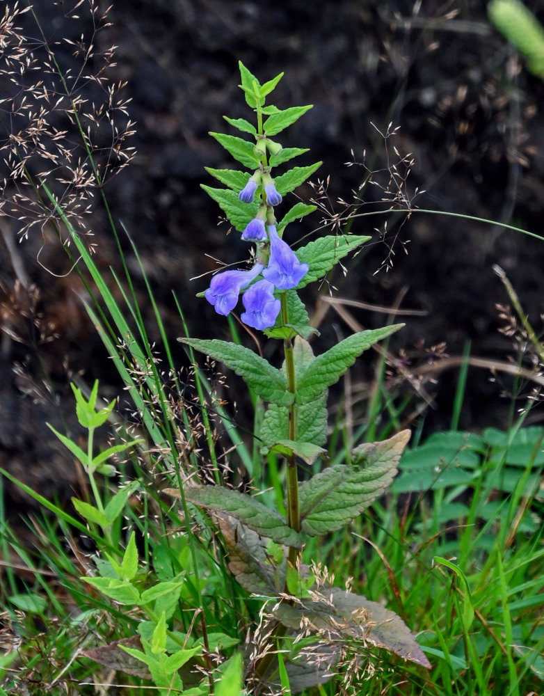 Image of Scutellaria strigillosa specimen.