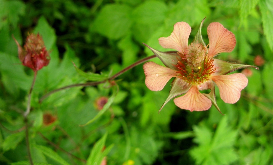 Image of Geum &times; meinshausenii specimen.