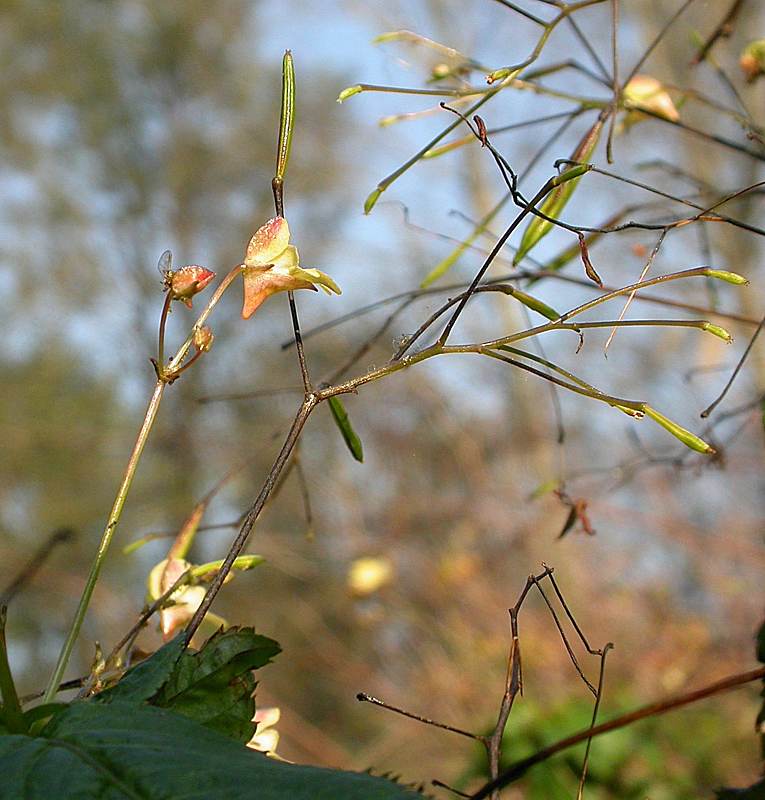 Изображение особи Impatiens parviflora.