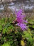 Centaurea jacea. Соцветие. Краснодарский край, г/о Сочи, Адлерский р-н, долина р. Мзымта чуть выше с. Эстосадок. 12.10.2021.