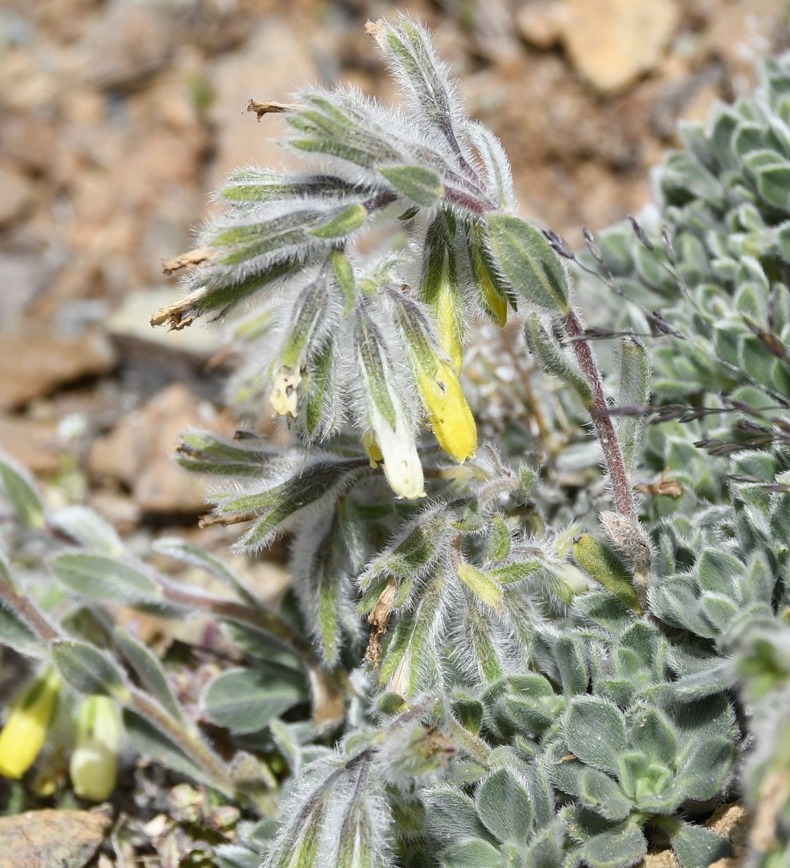 Image of Onosma troodi specimen.