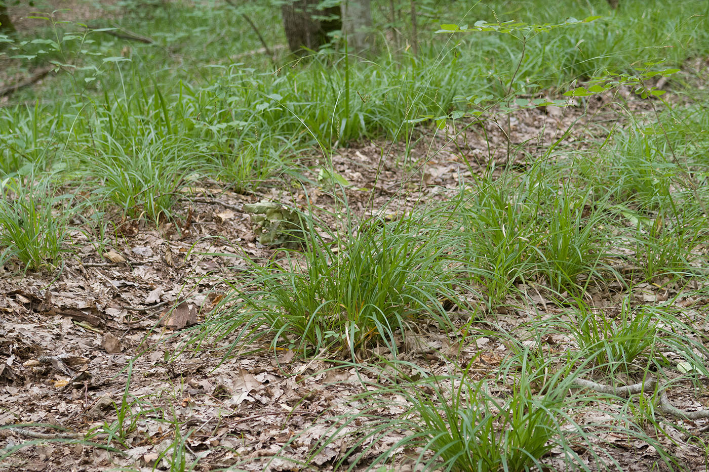 Image of Carex sylvatica specimen.