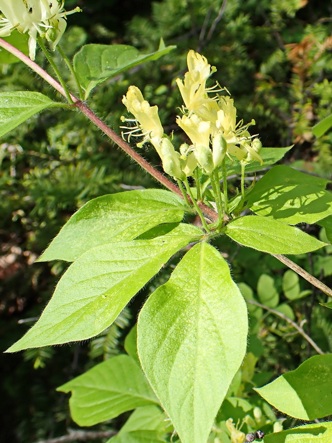 Image of Lonicera chrysantha specimen.