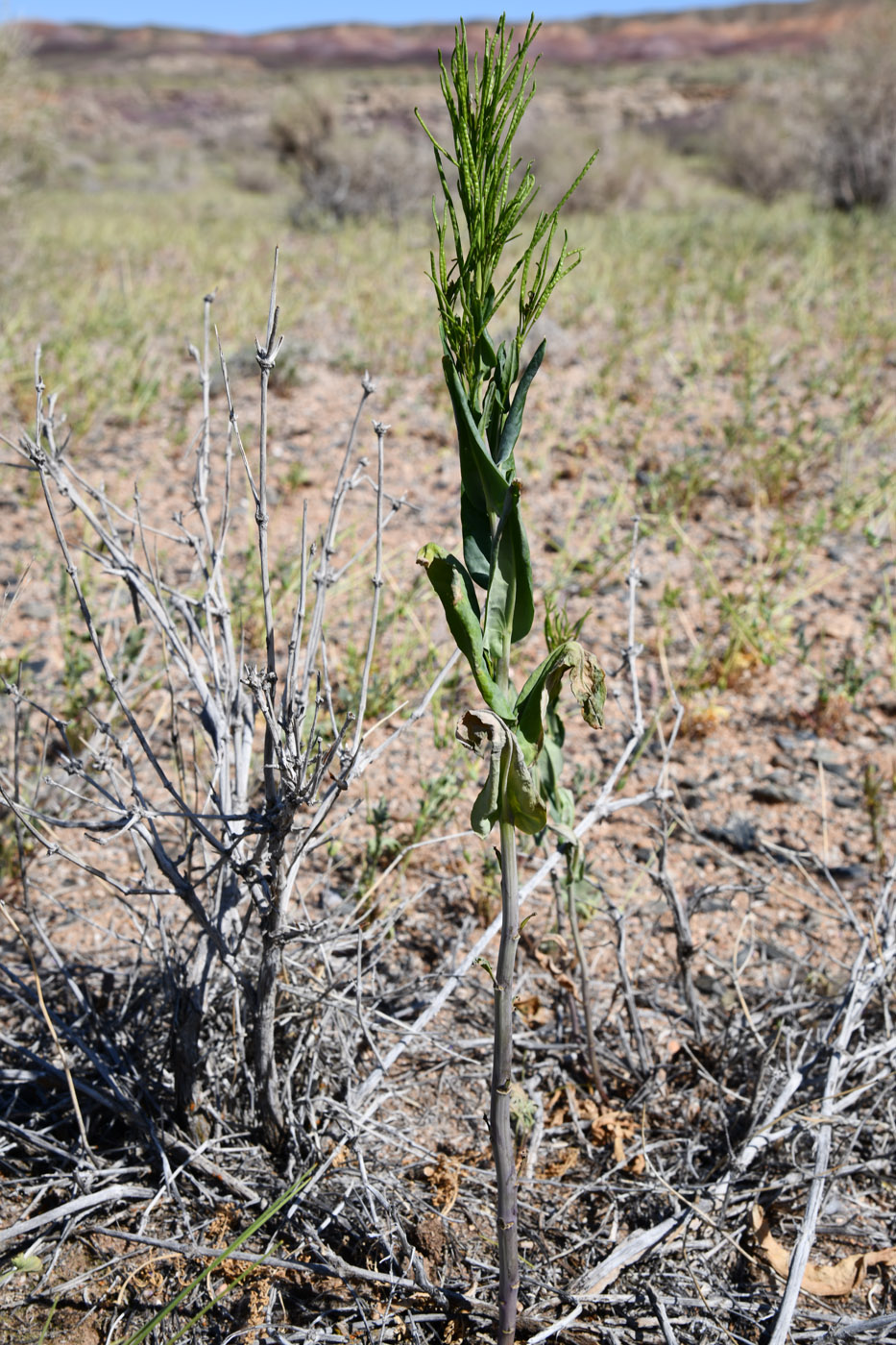 Image of Iljinskaea planisiliqua specimen.