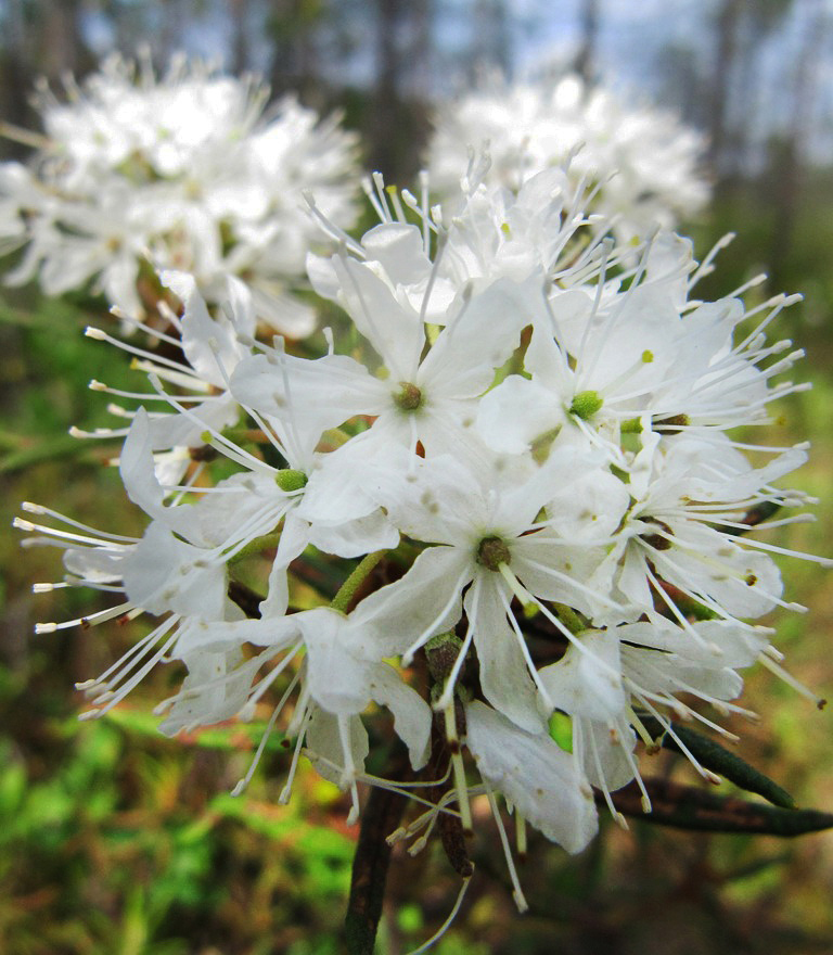 Image of Ledum palustre specimen.