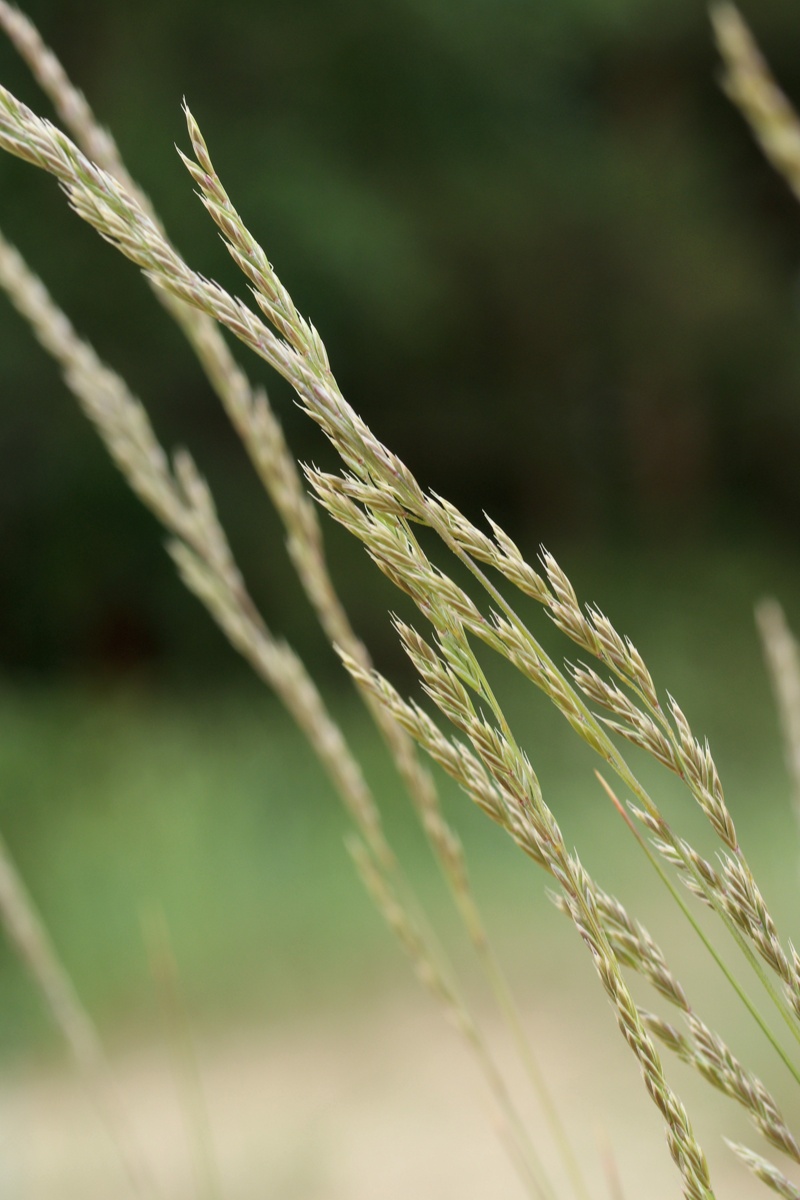 Image of Festuca sabulosa specimen.