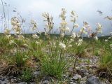 Silene graminifolia