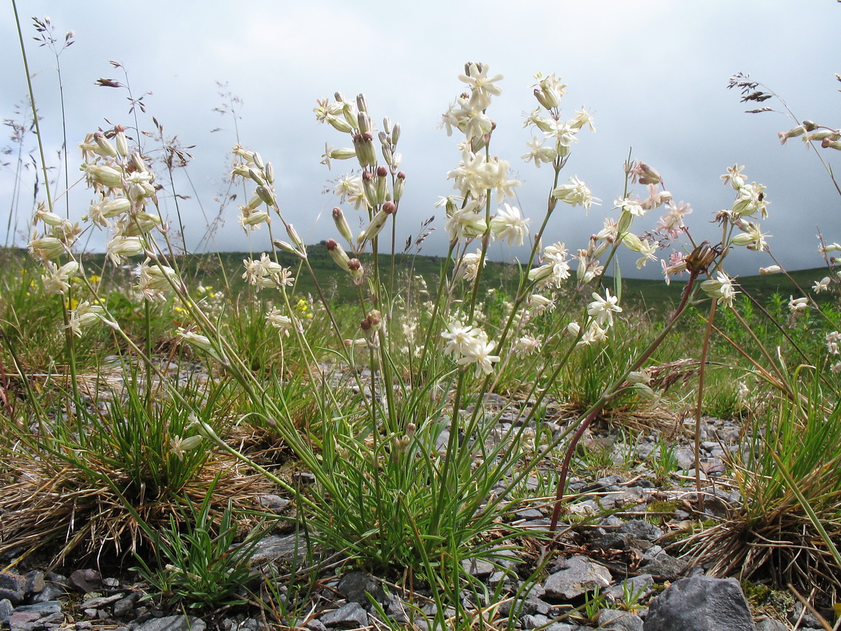 Изображение особи Silene graminifolia.