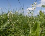 Cerastium arvense