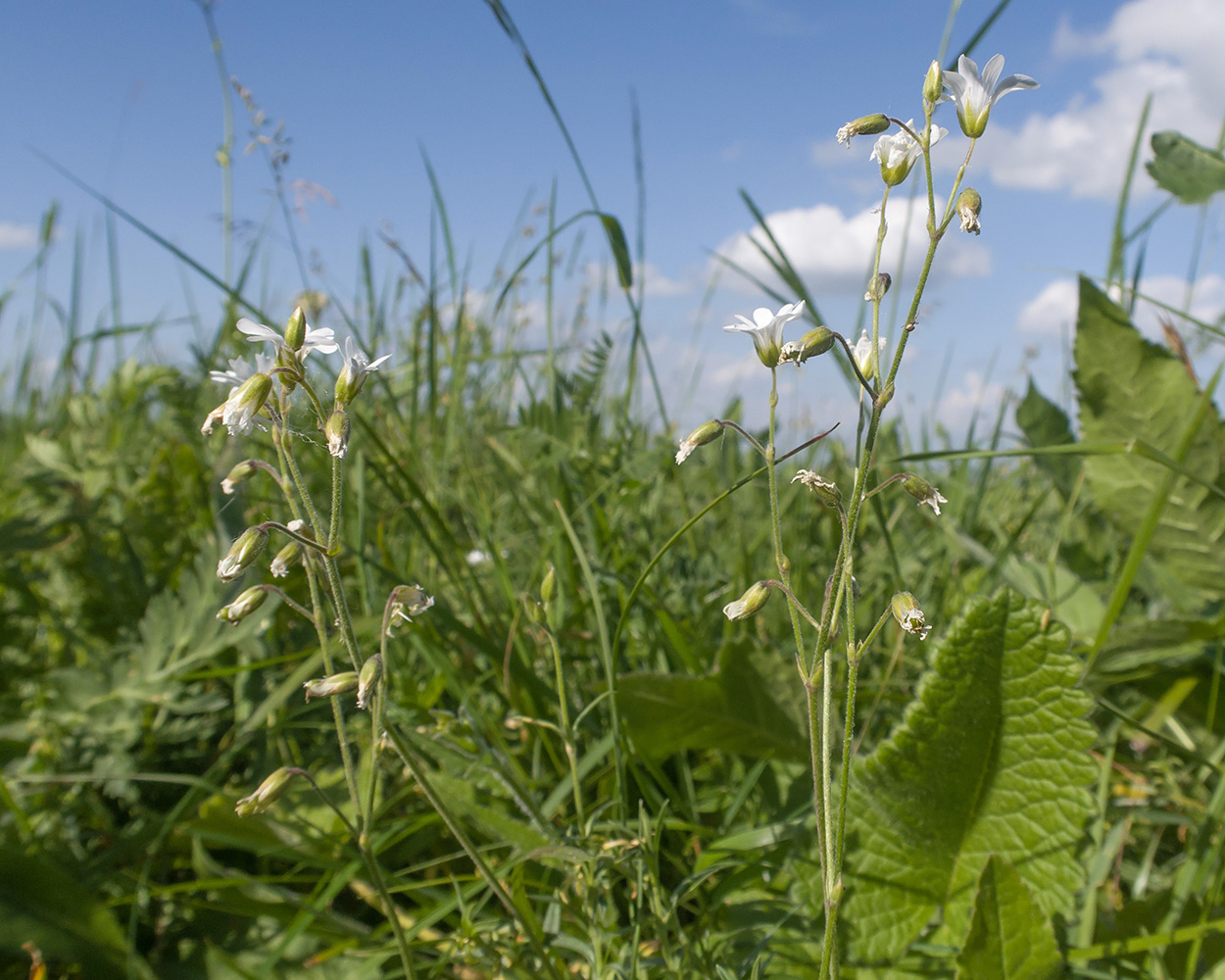 Image of Cerastium arvense specimen.